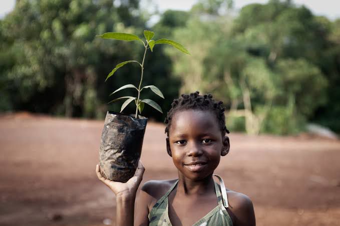 Smiling child holding a tree sapling for environmental restoration project